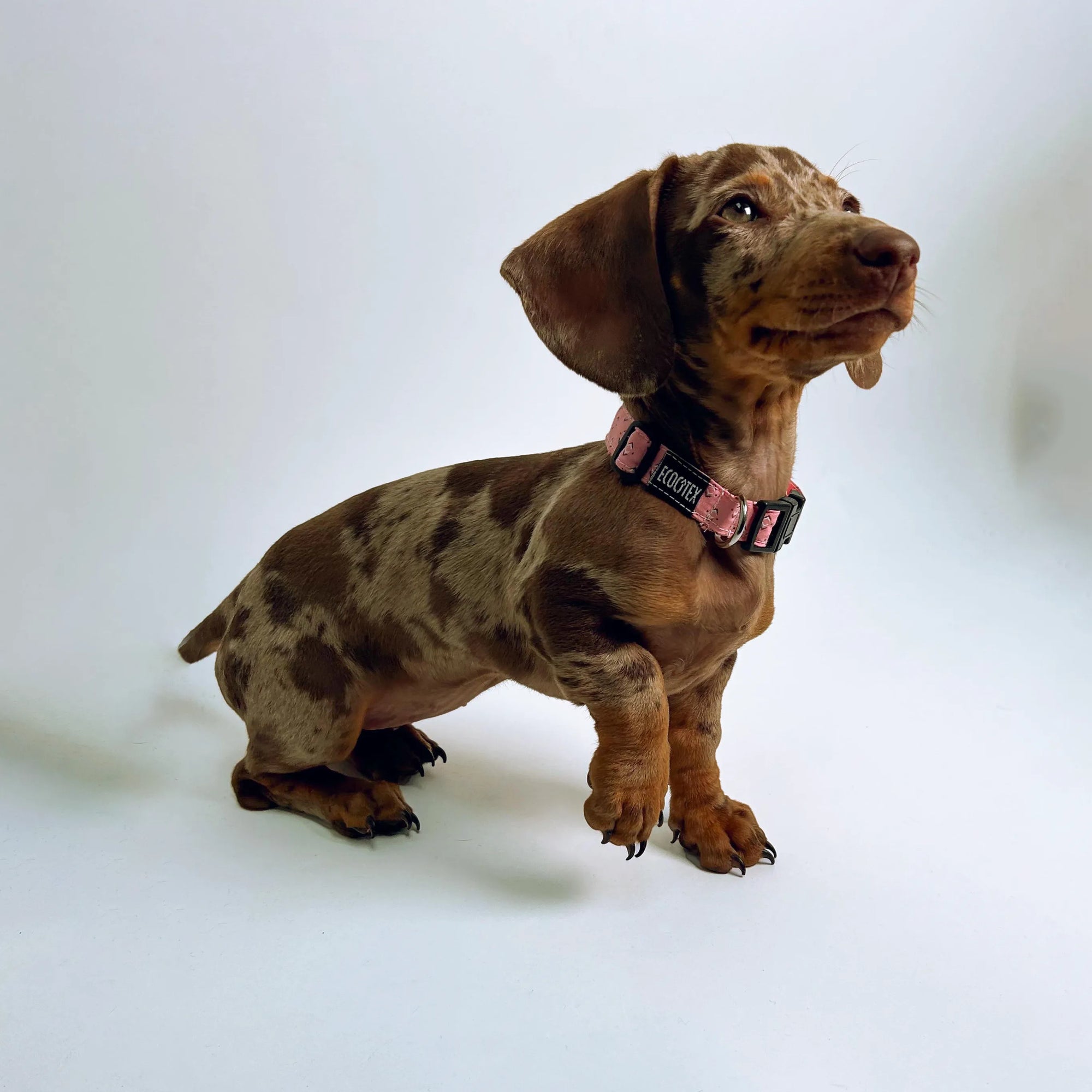 COLLAR MASCOTA