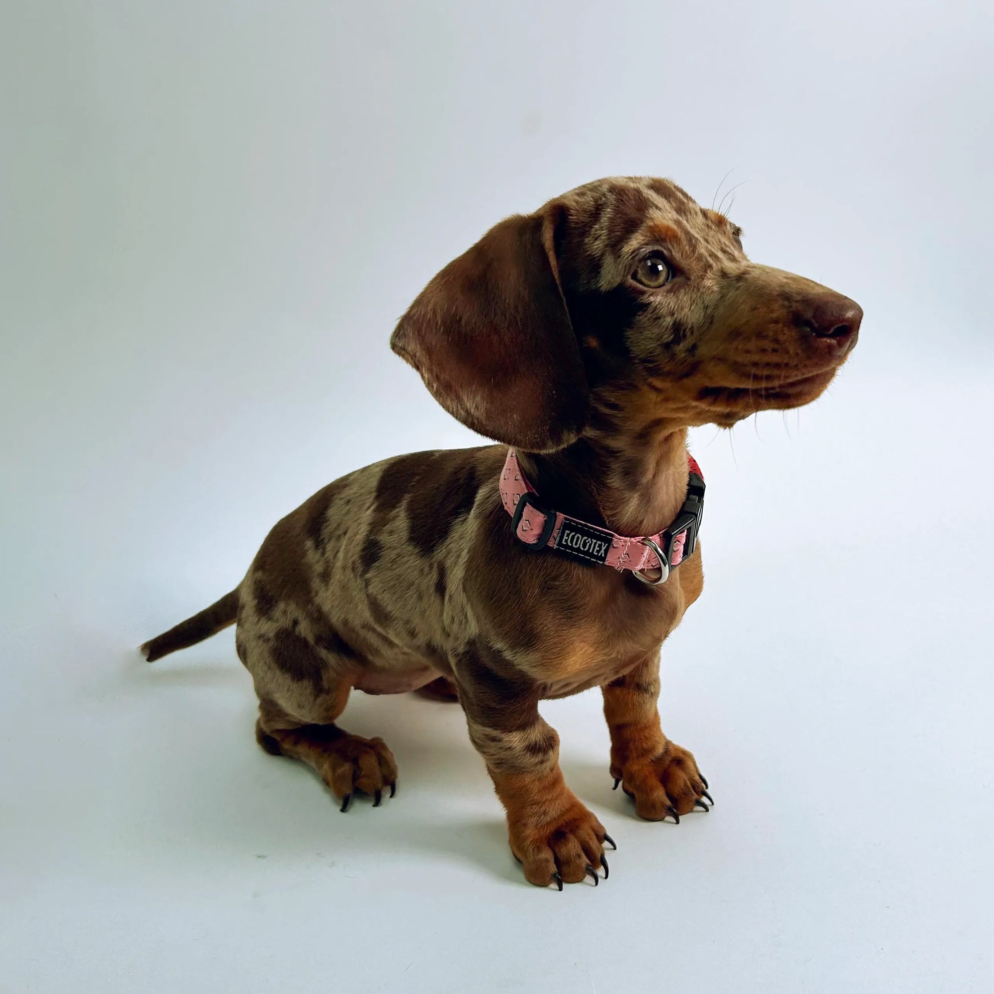 COLLAR MASCOTA